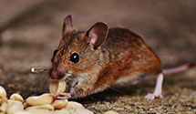 24 Hour & Emergency Exterminators in Black Horse, OH
